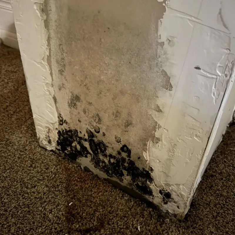 Professional Mold Removal in Park City, TN